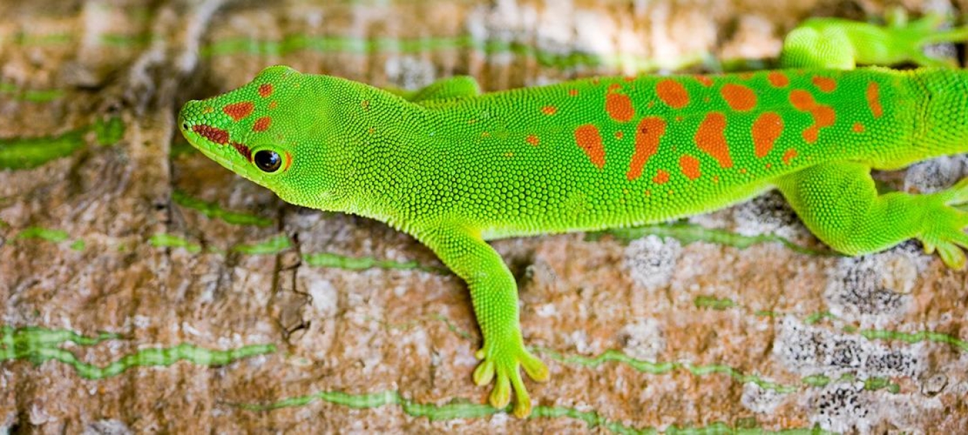 Commonly referred to as the Madagascar giant day gecko (Phelsuma madagascariensis), it is found in the Madagascar's Protected Areas System.