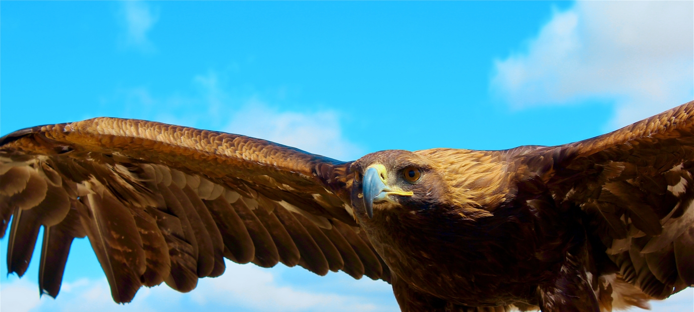 Eagle in Ulaanbaatar
