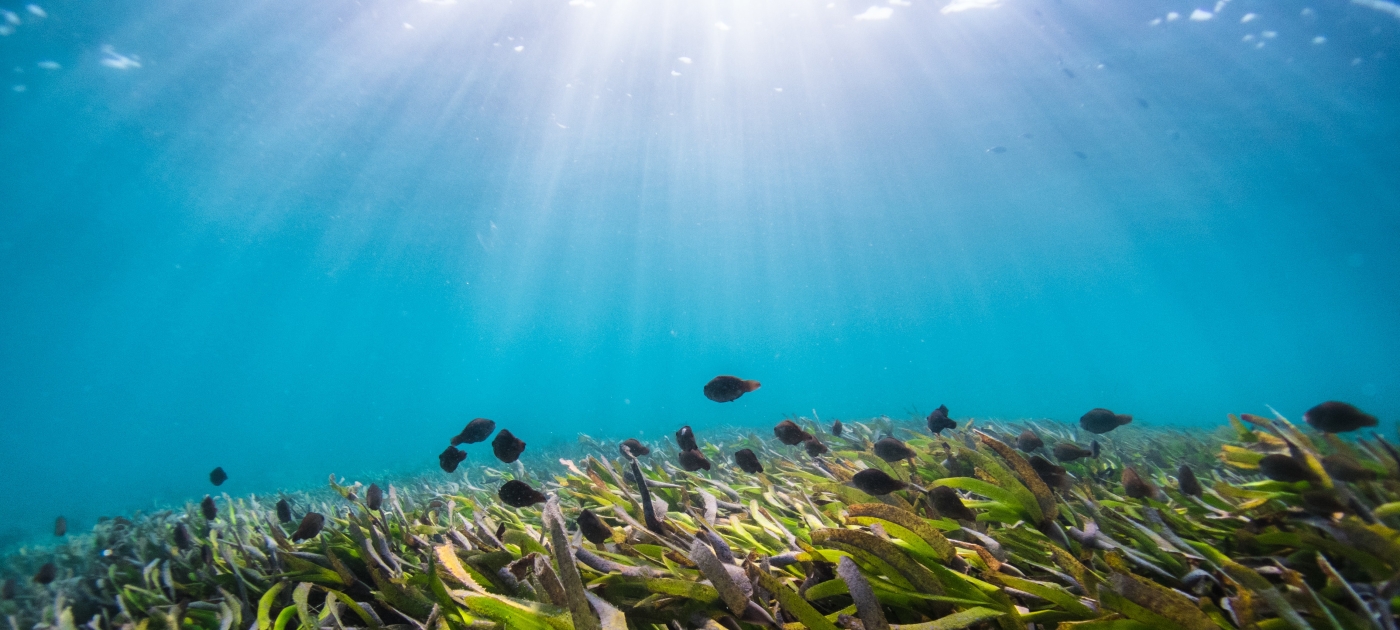 Seagrass