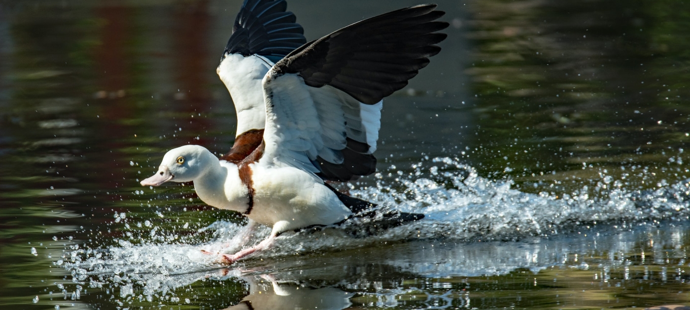 A white duck over water