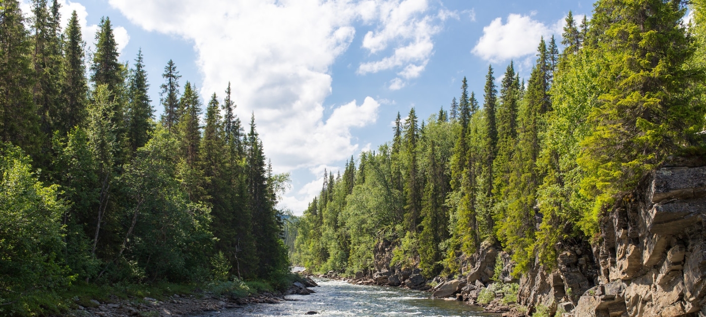 Frothy tree-lined stream