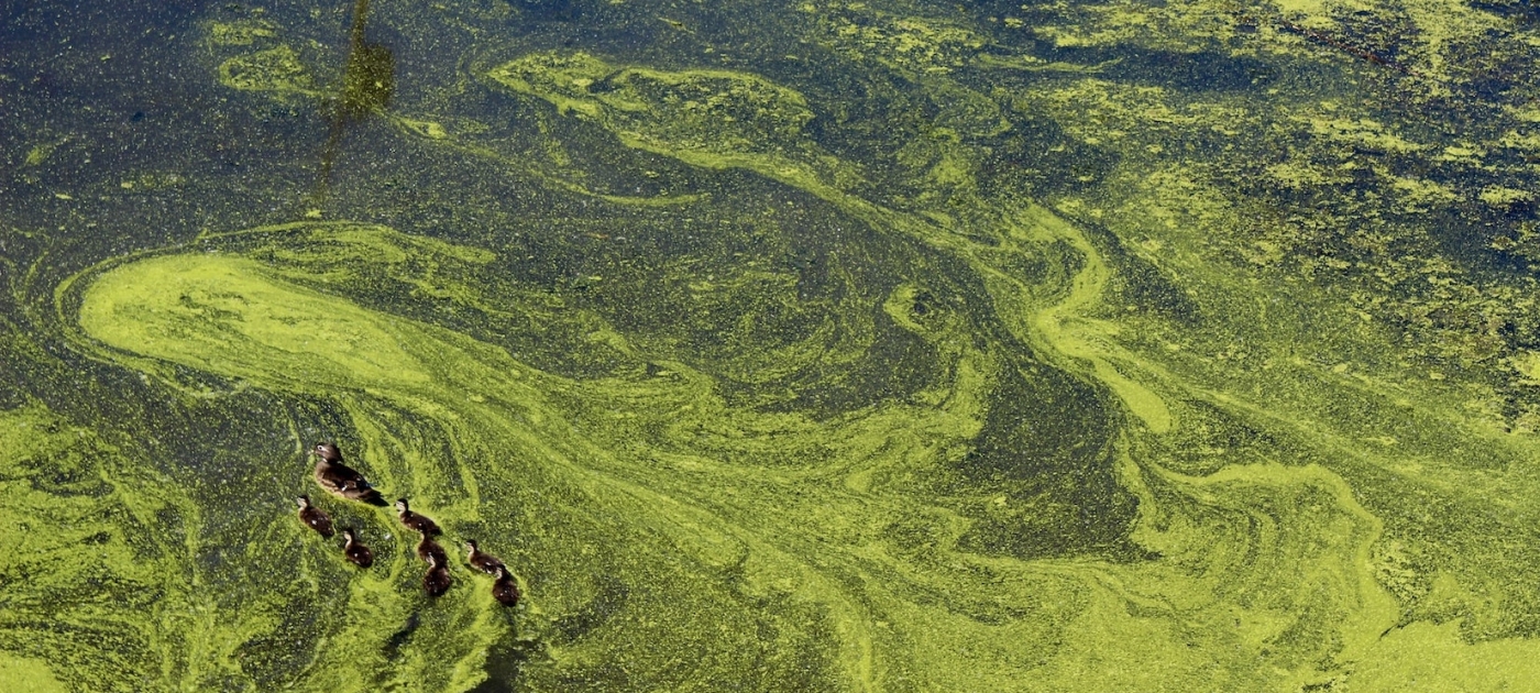 Algae bloom