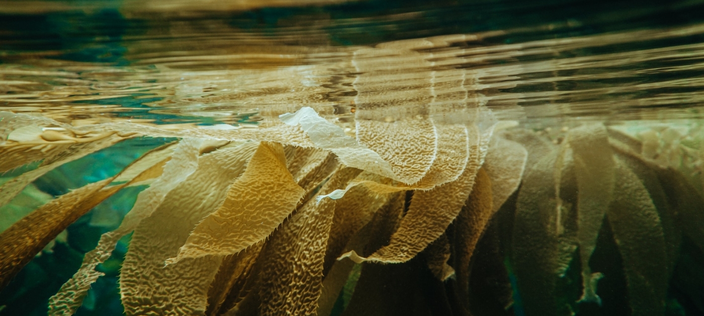 Kelp floating on the water surface