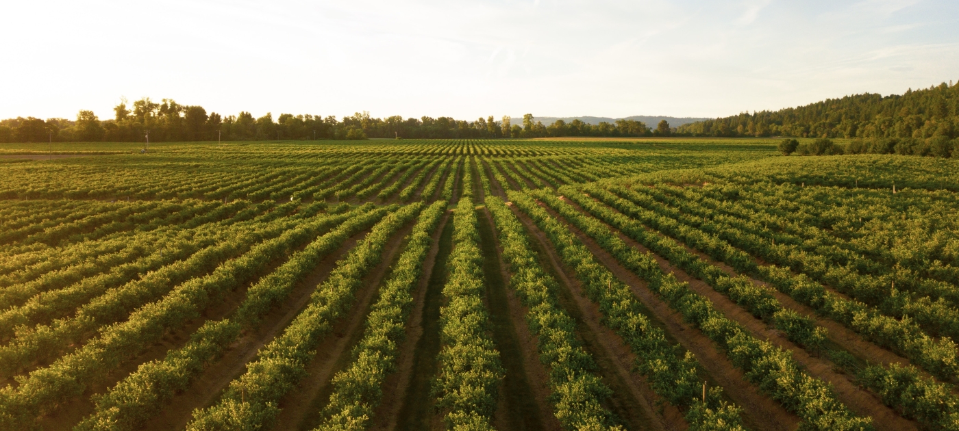 Nutrient pollution in agriculture