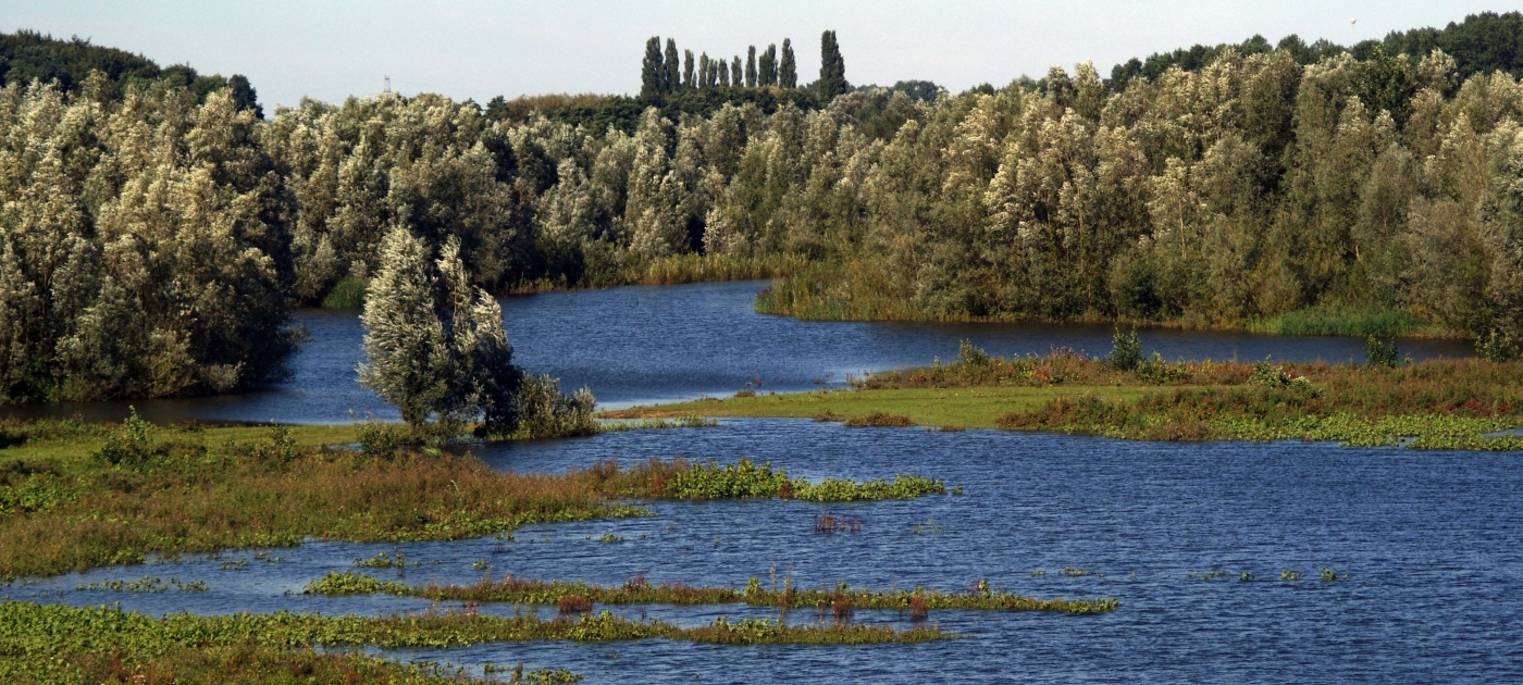 A floodplain with grass and trees