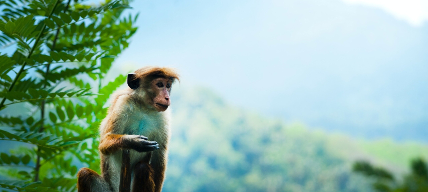 An image of a monkey on a branch with forest and trees in the background