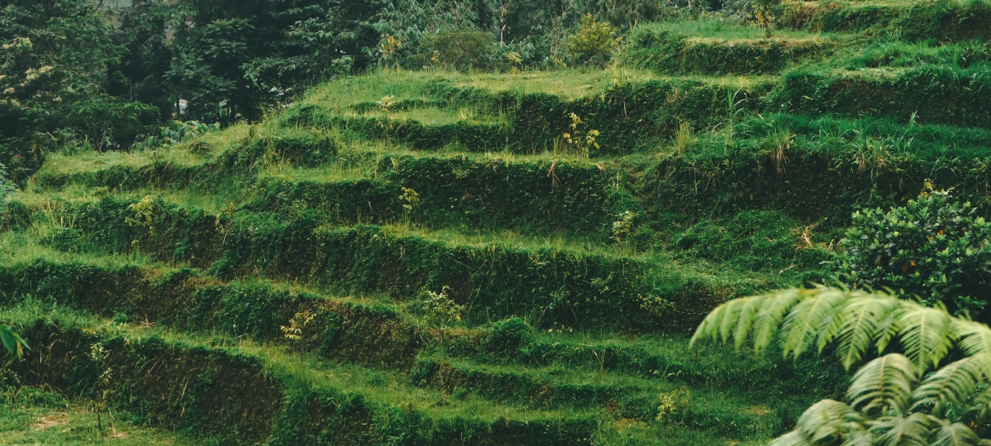 Grassy terraced hillside with fern in foreground