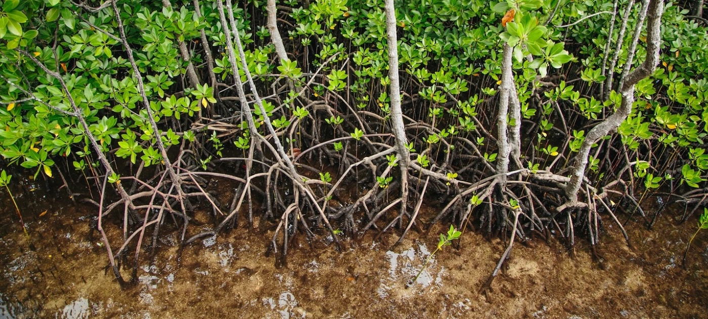 Photo of mangroves