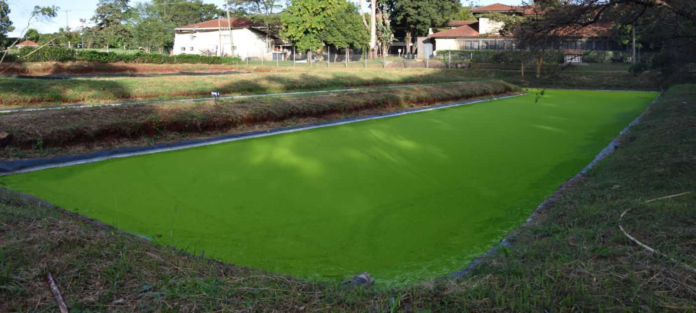 Excess nutrients in water bodies can cause eutrophication