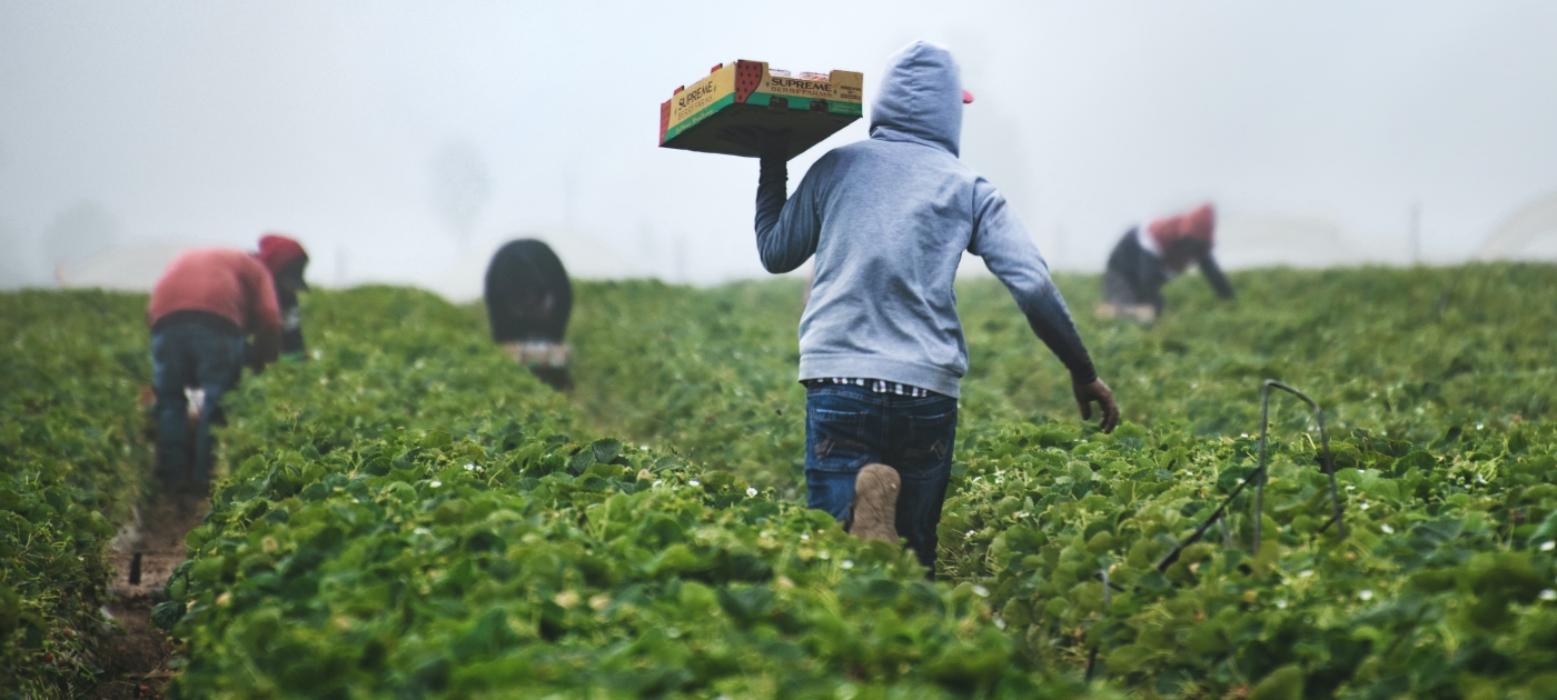 Fast Strawberries. When strawberries are harvested, the pickers are paid by the box, so they run with their filled boxes to ensure they can pick as many as possible and earn enough money during harvest season. Be thankful for those who get food to our tables.