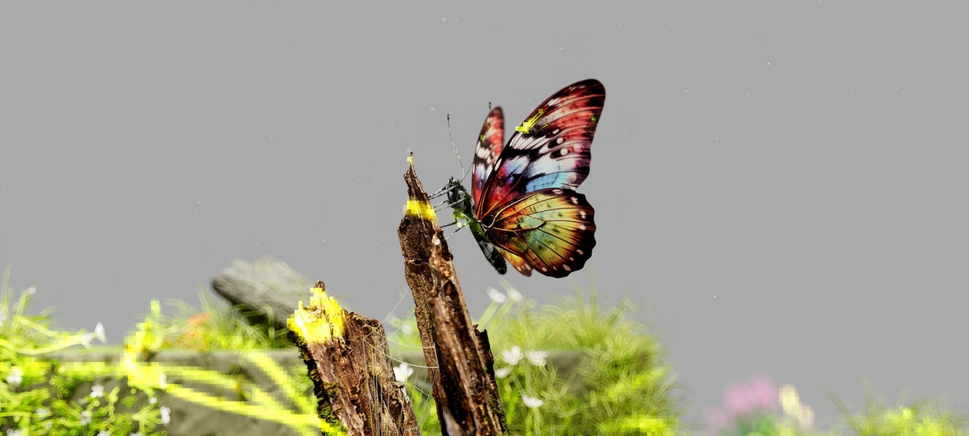 Banner image of butterfly on a branch showcasing peaceful bio-diversity