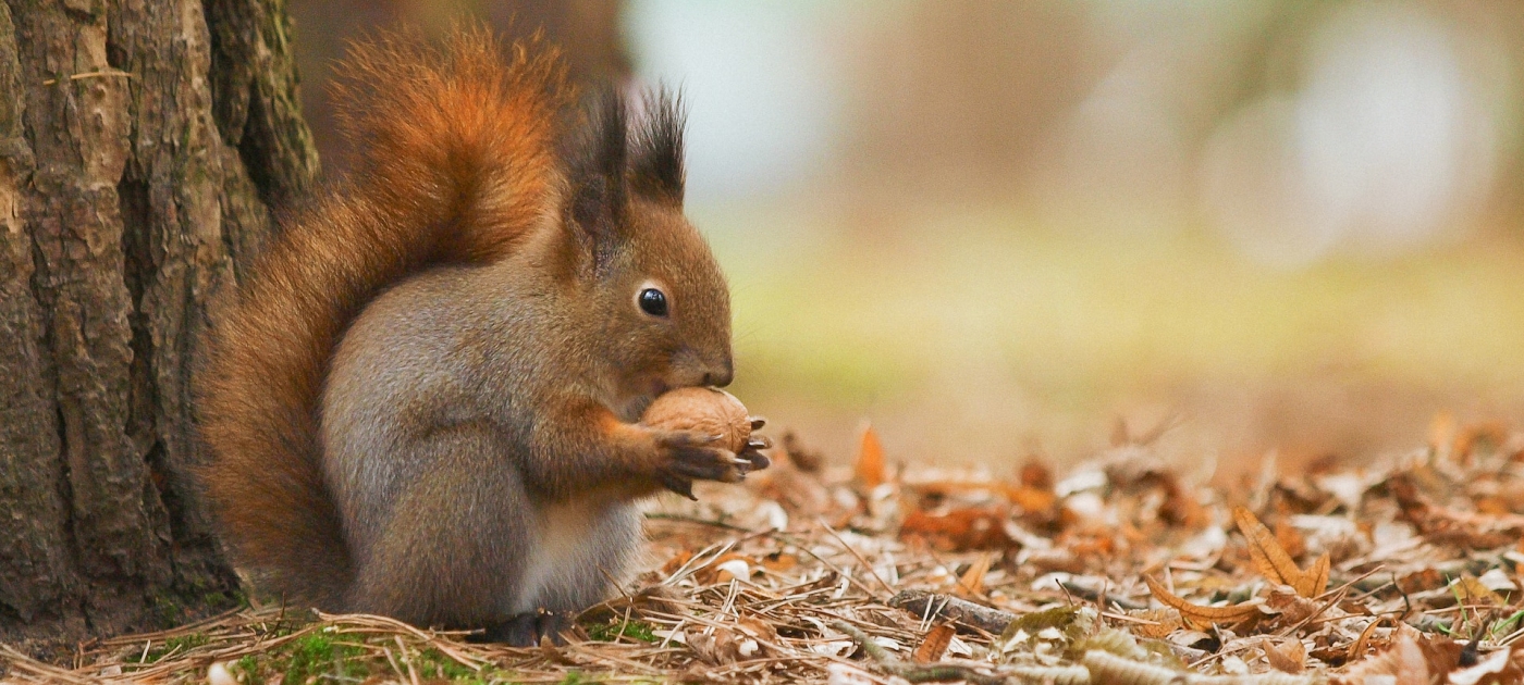 Brown squirrel on brown dried leaves during daytime