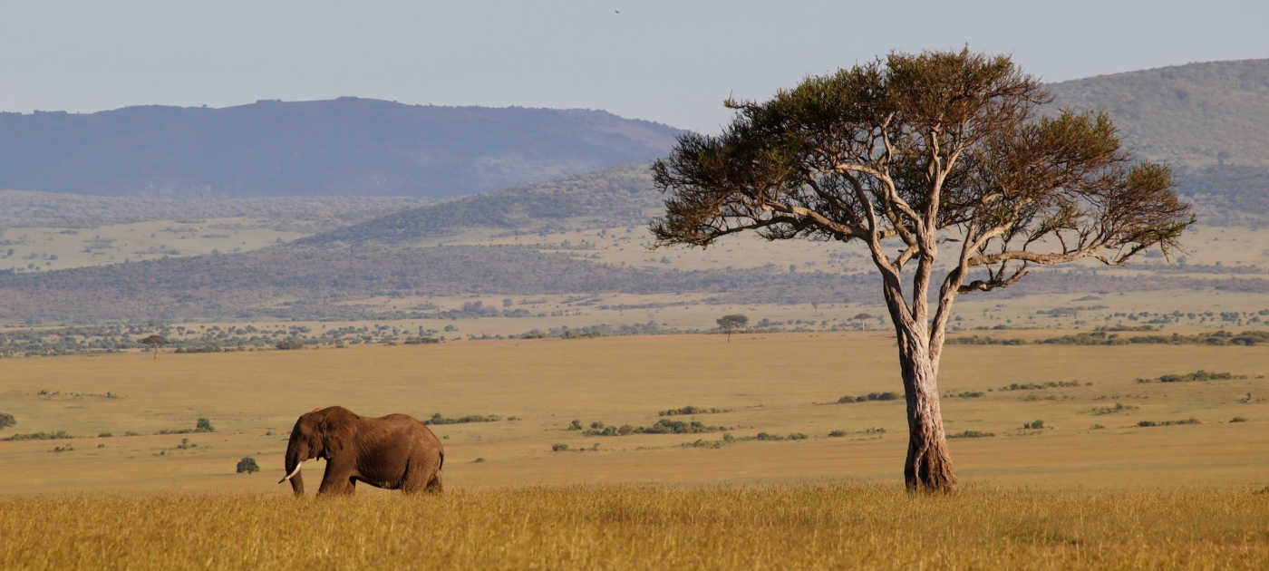 Brown elephant and calf on brown grass field during daytime