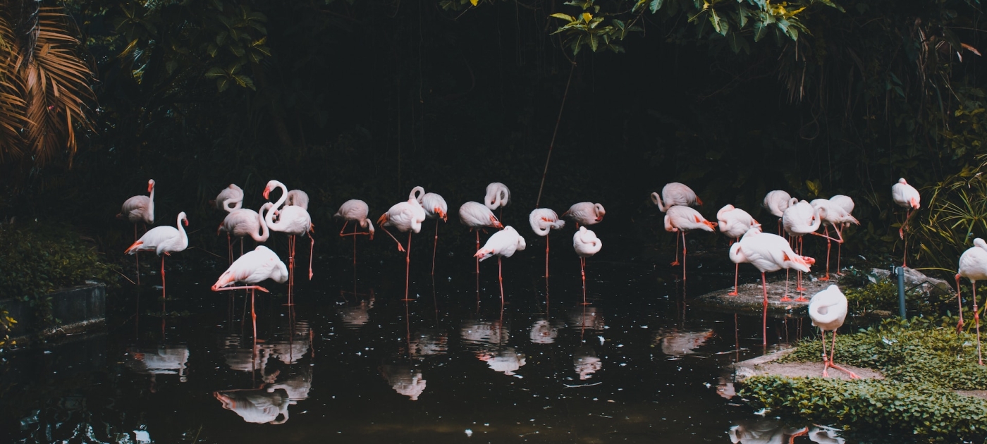 Flamingoes