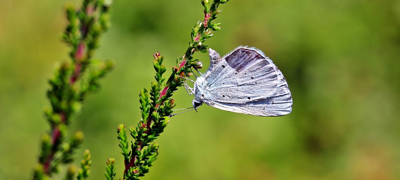 image - shallow-focus-photography-of-blue-butterfly