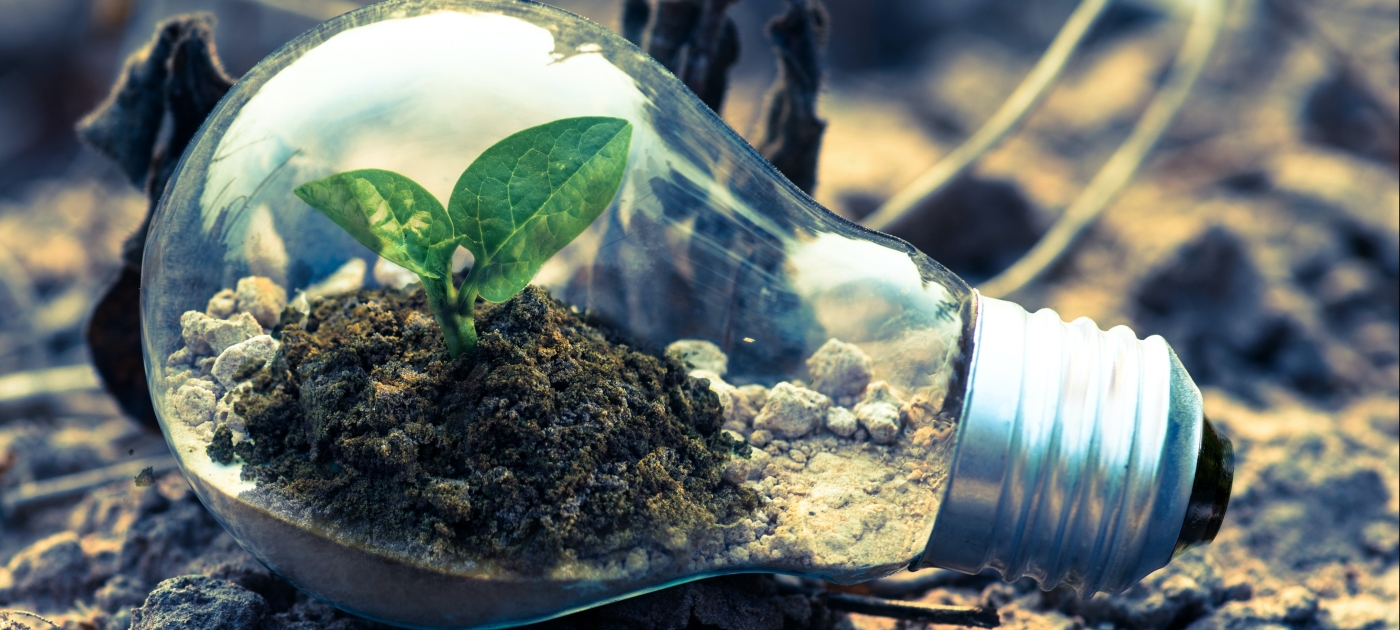 image of clear-light-bulb-planter-on-gray-rock
