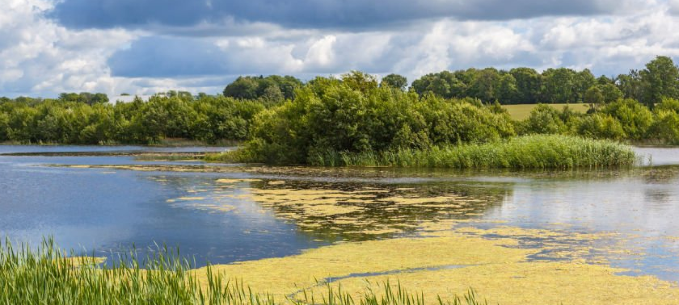 Eutrophication in water bodies