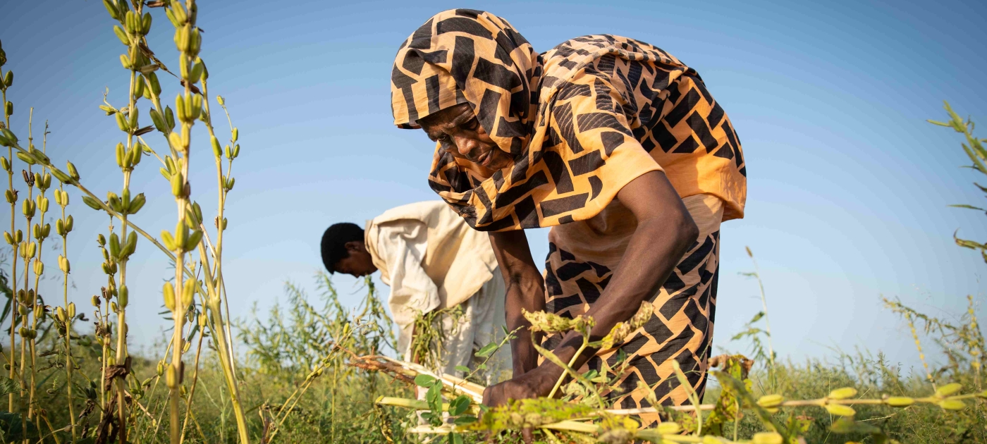 Photo from UNEP's Ecosystem-based Adaptation project in Sudan.