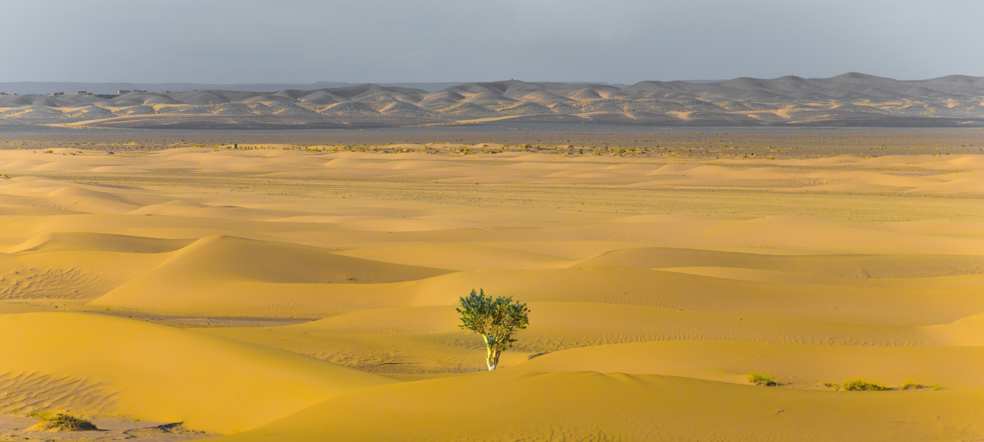 Desert and one tree