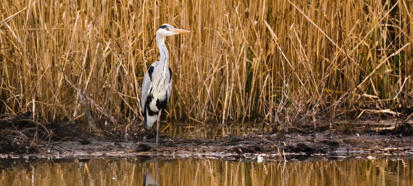 Migratory Bird 