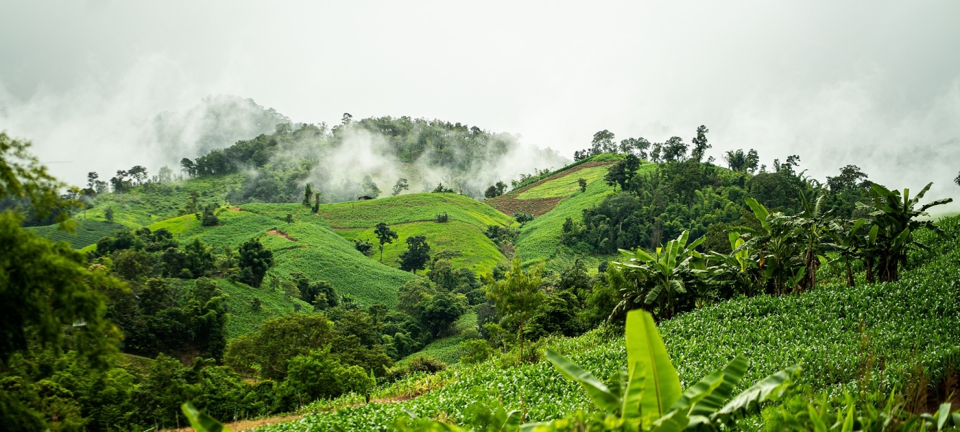Rolling green fields and vegetation in Southeast Asia 