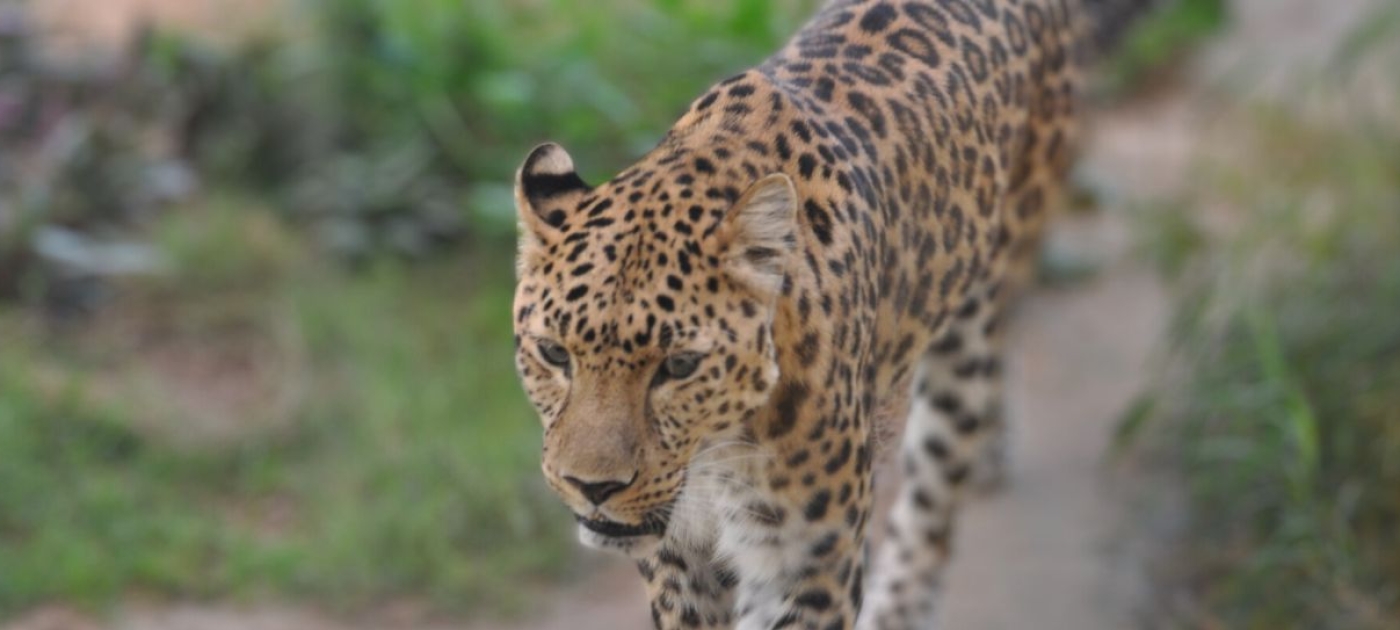 Arabian Leopard in a zoo