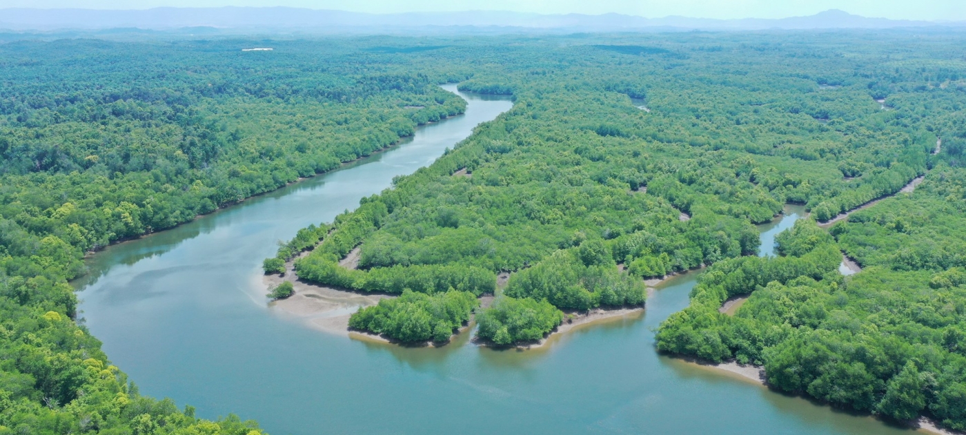 A river winding through a lush green mangrove forest