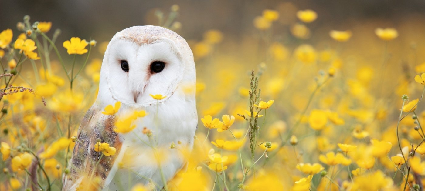 White and brown barn owl on yellow petaled flower field