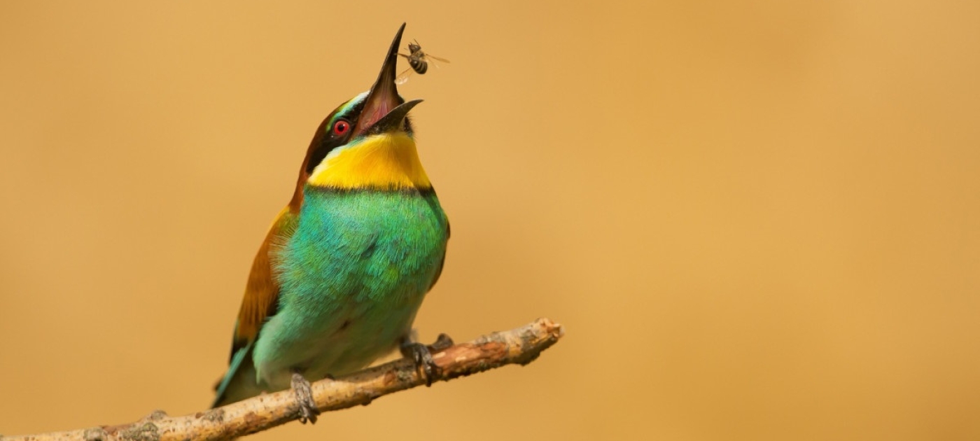 Bee-eater catching a bee