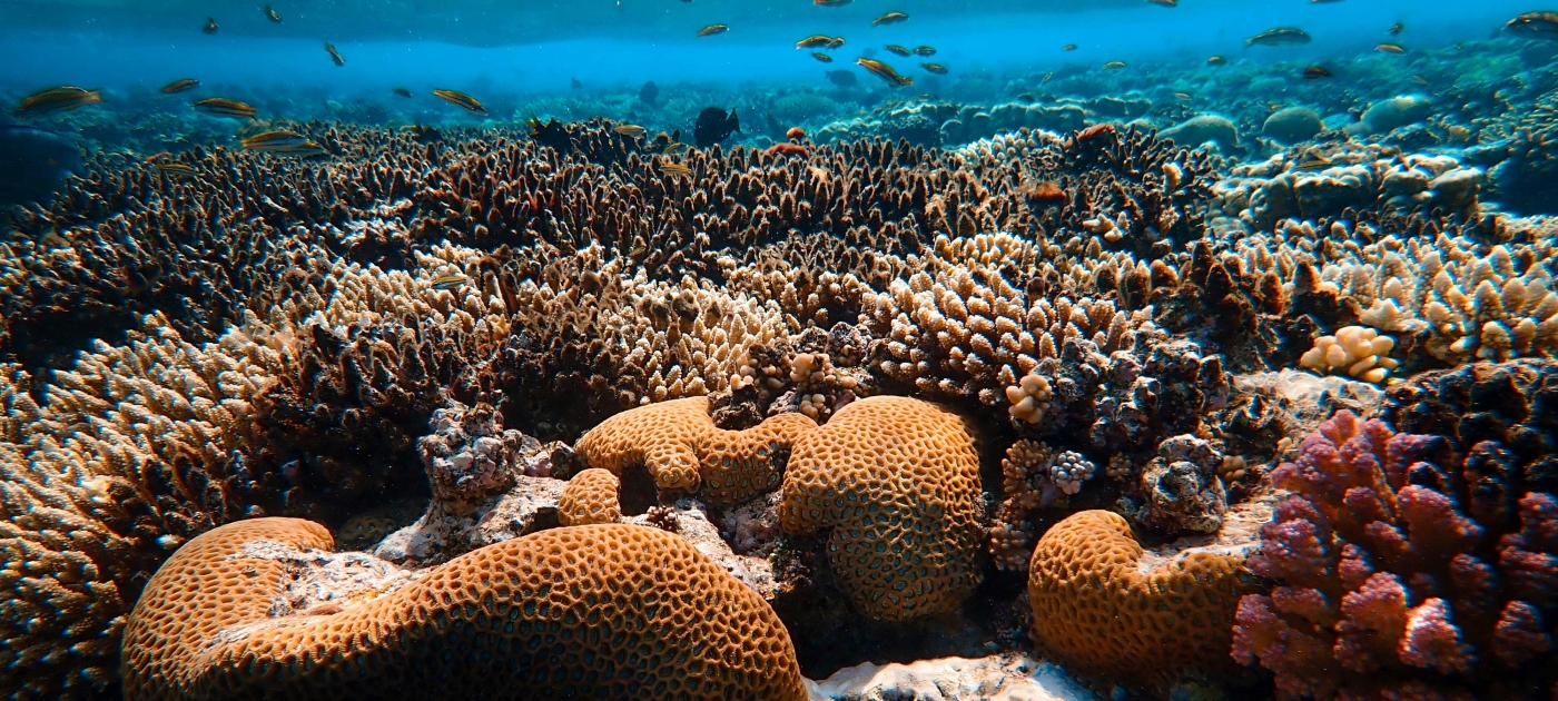 coral reefs