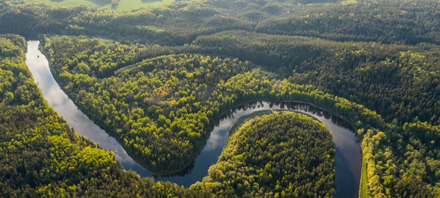 Aerial view of green trees and river during daytime
