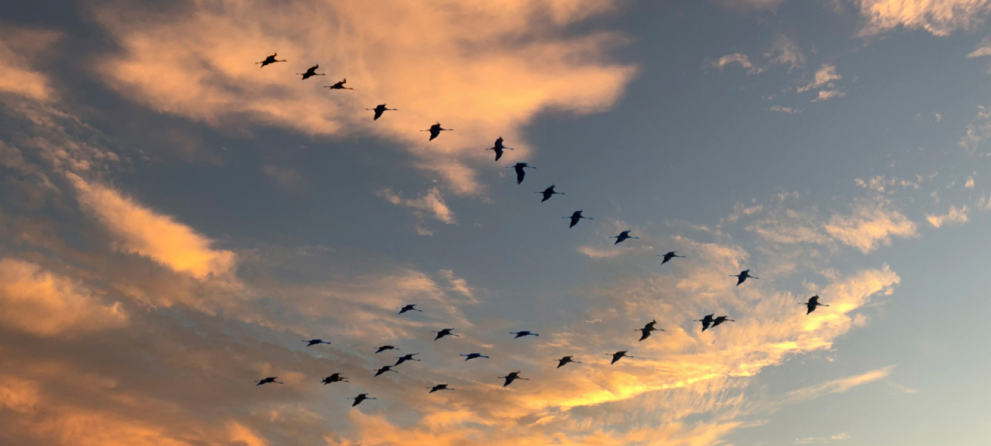 Migratory birds 