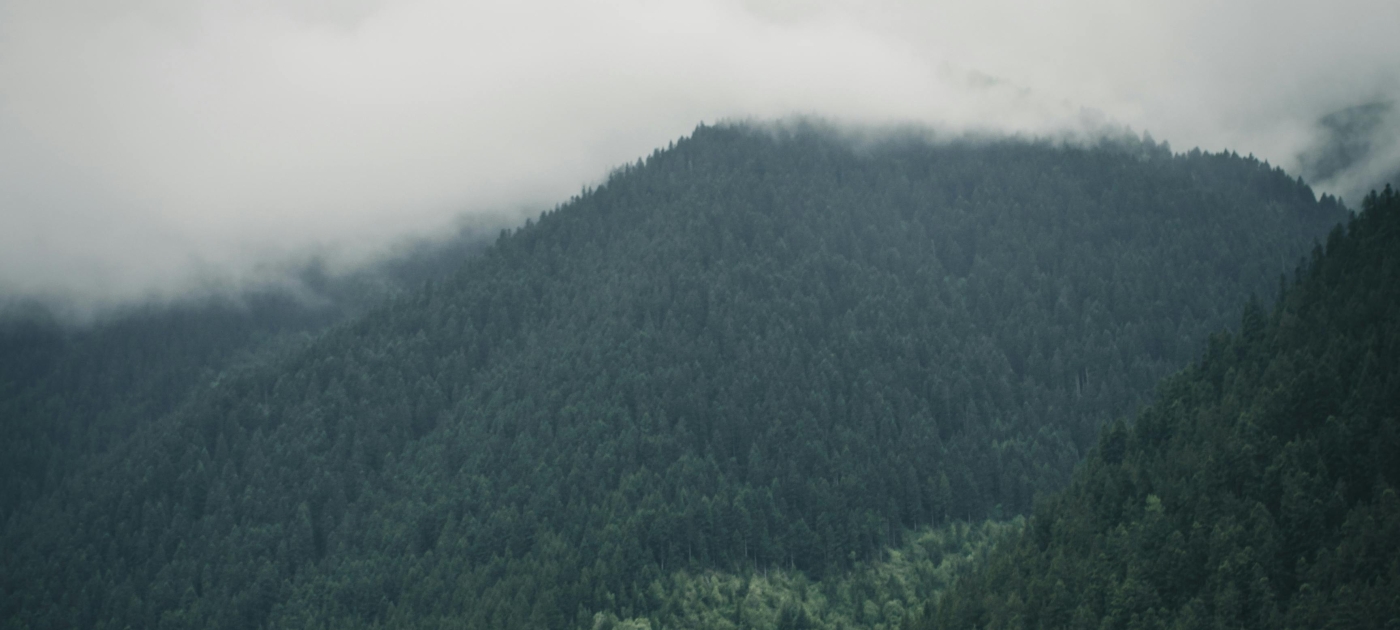 Mountain covered by trees