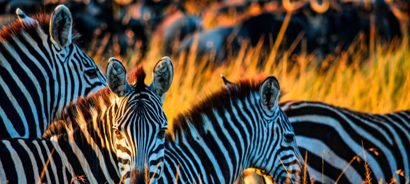 Zebras in a grass field during daytime