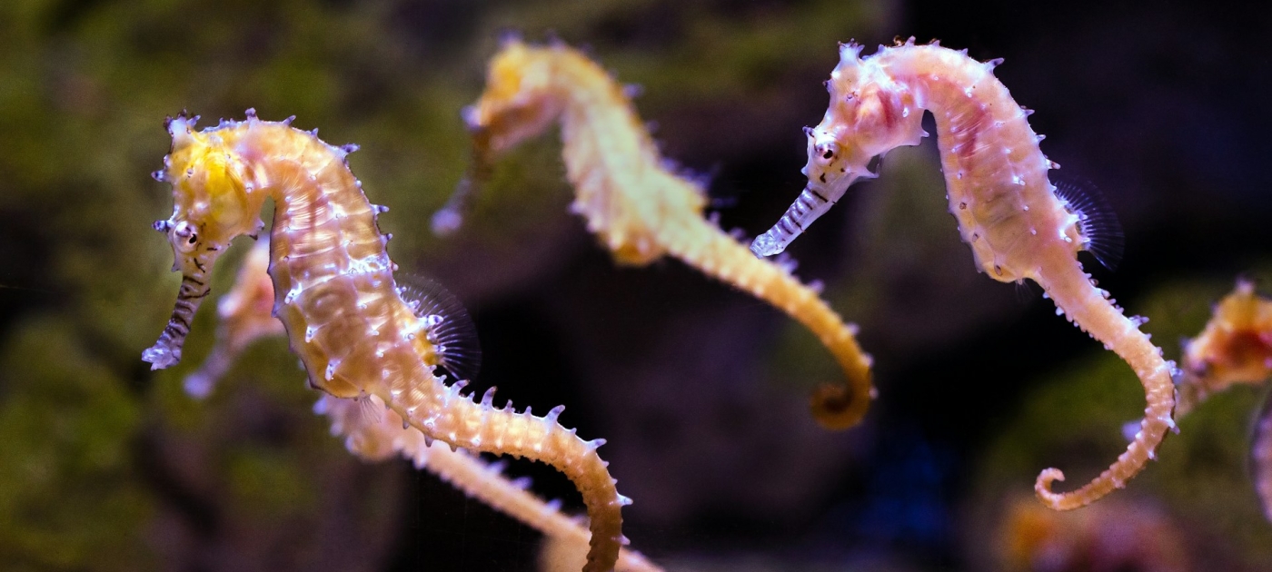 A travelling group of seahorses