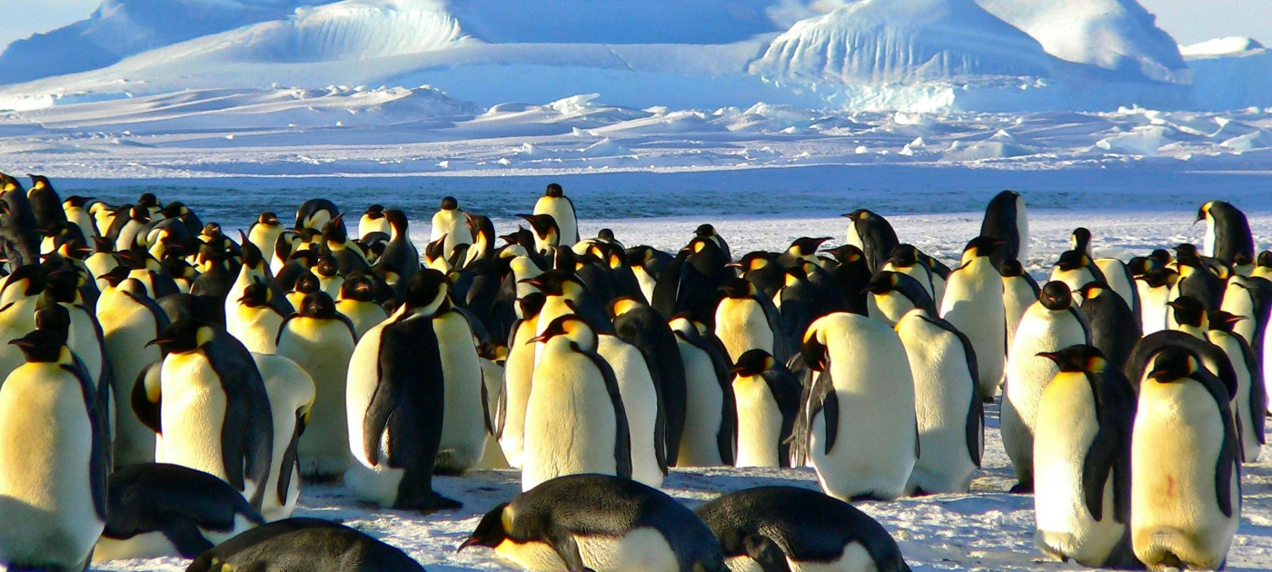 photo group of penguins