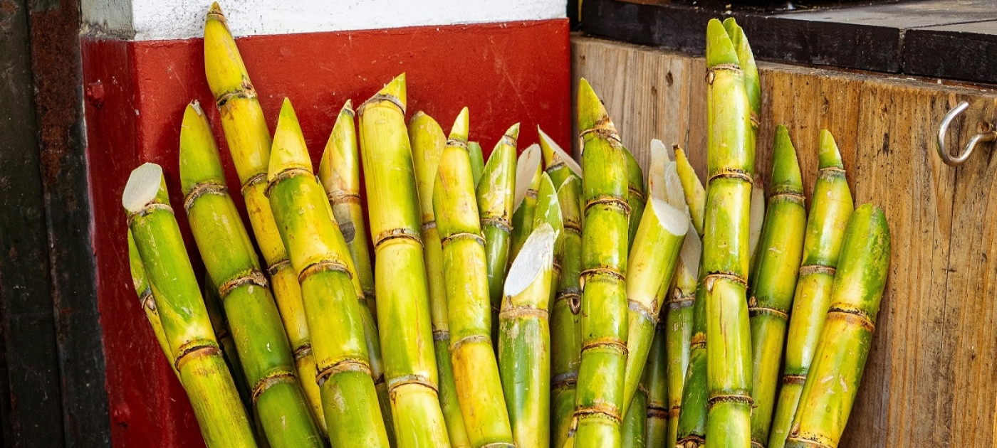 Sugarcane in a basket outside
