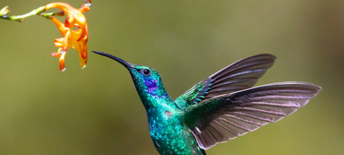 Hummingbird near flower