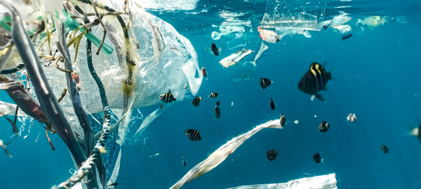 Plastic pollution and juvenile fish 