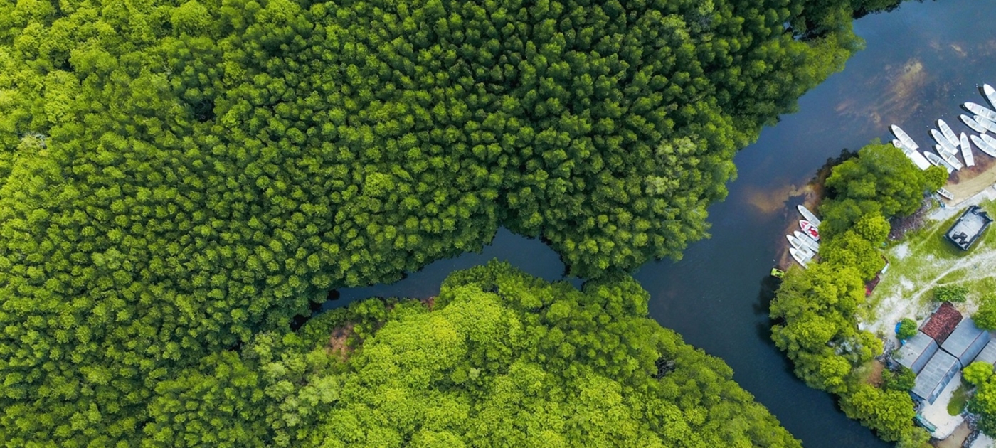 Aerial photo of a mangrove forest