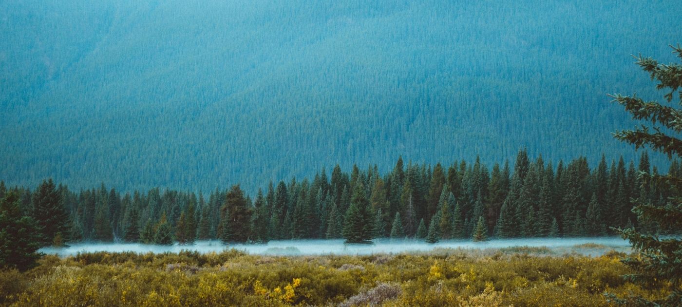 Photo of green pine trees near a water body