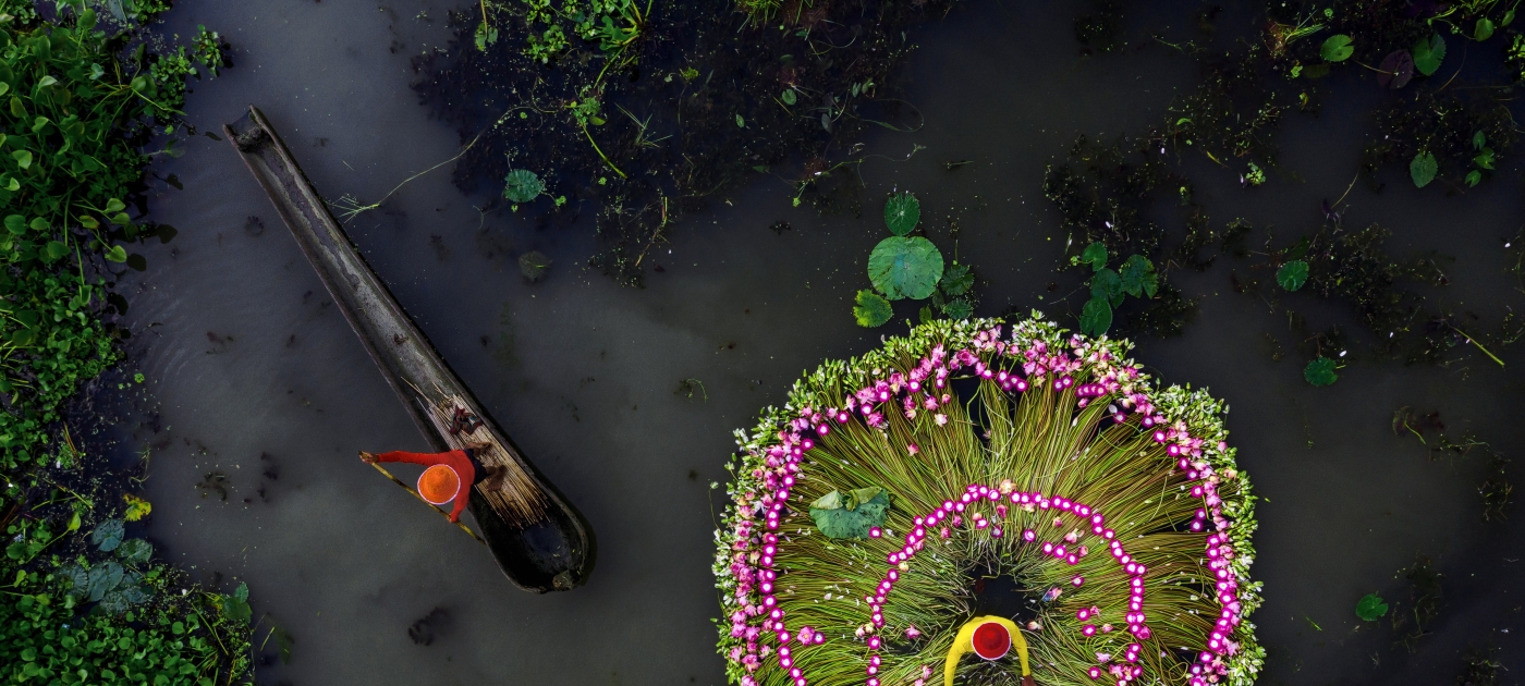 Collecting waterlilies, aerial view of a local boat with people collecting water lilies floating in a pattern tethered in bunches, for the food market.