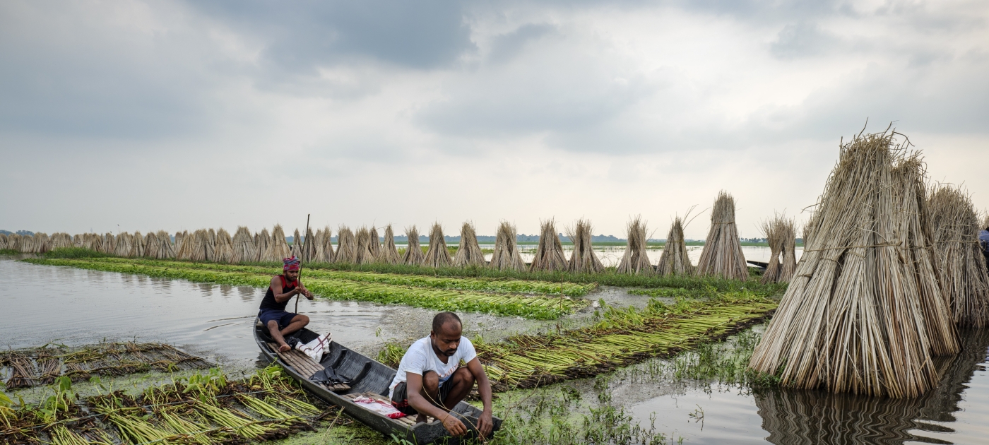 Jute farming in rural West Bengal, two men in a flooded area in a boat, harvesting jute crops and stacking them for drying.