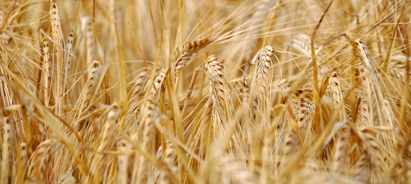 Shallow focus photography of a wheat field
