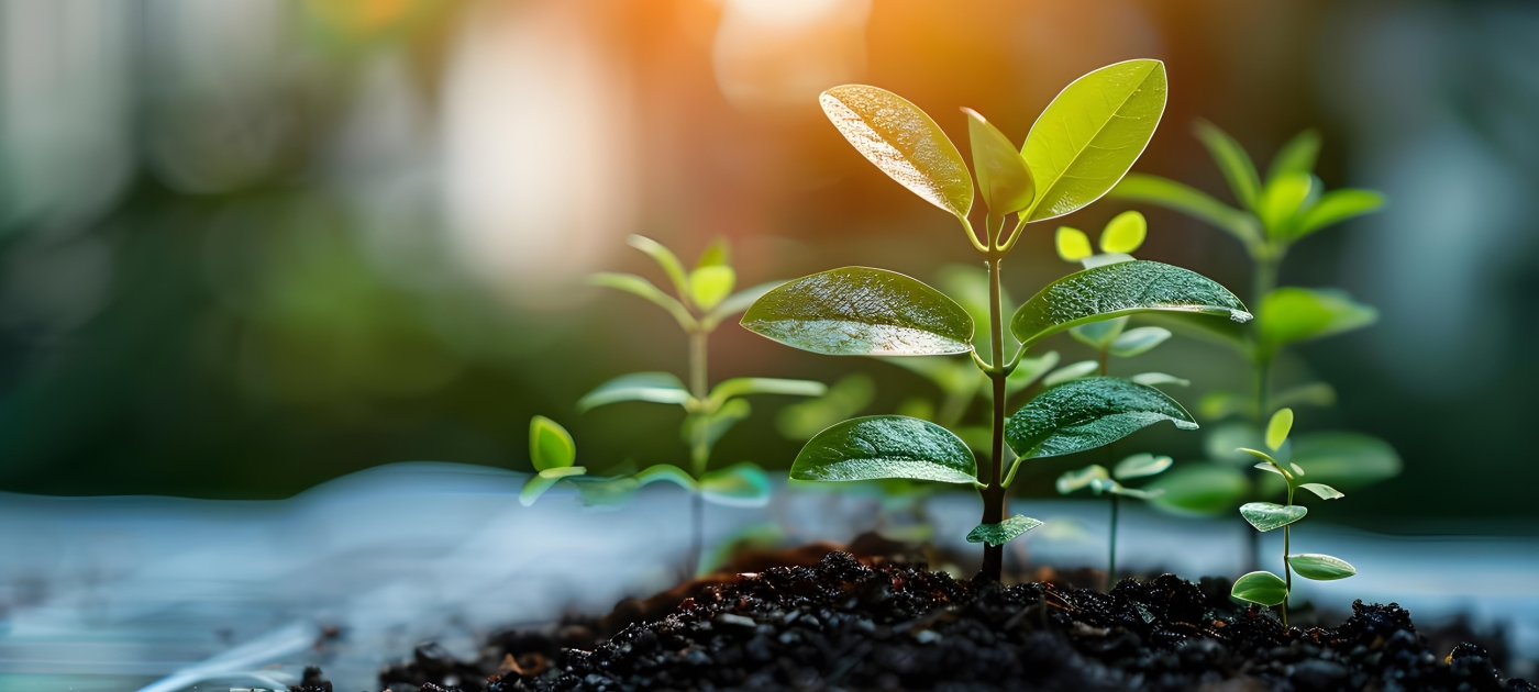 Image of a sprouting plant