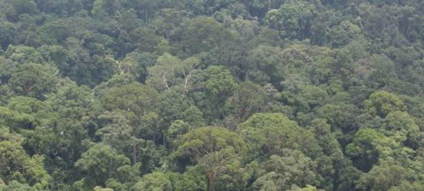 UN-REDD