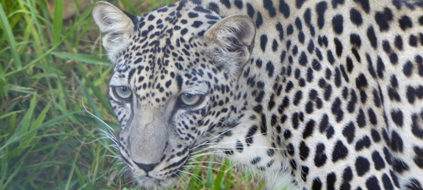 Photo of an Arabian leopard