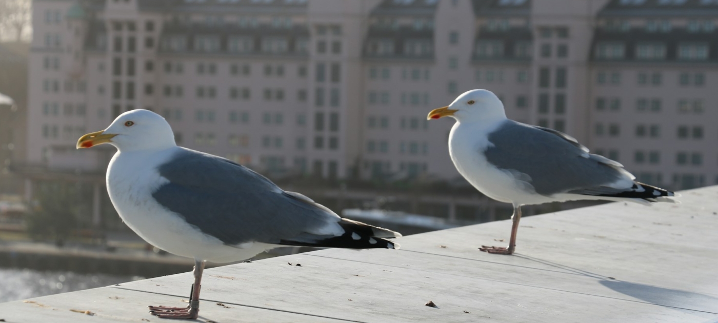 Two birds standing near a body of water with buildings in the background