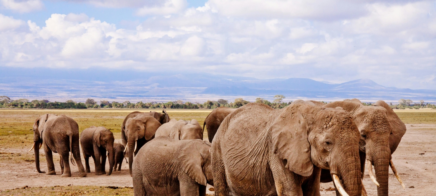 Group of Elephants on Walking on Brown Road during Daytime