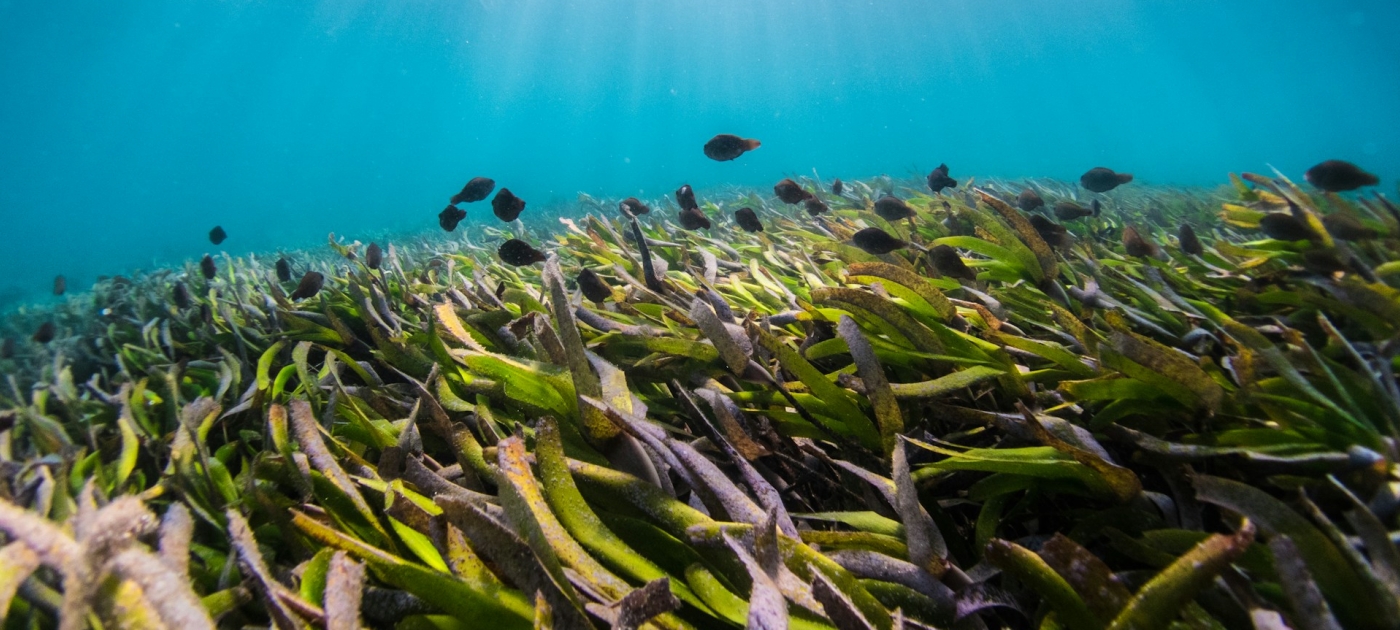Seagrass under water during daytime